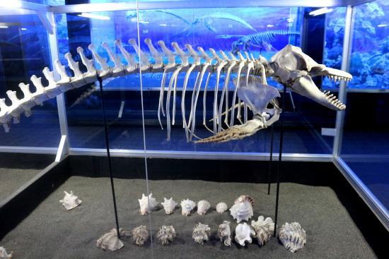 D 'Boneコレクター博物館